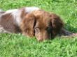            Barko als Welpe
