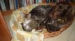 Katze und Hund- geht denn das?