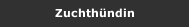 Zuchthündin