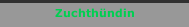Zuchthündin